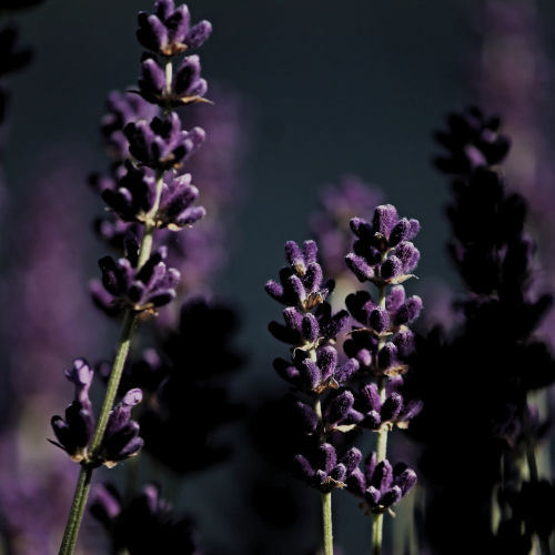 LEMON,LAVENDER & BERGAMOT